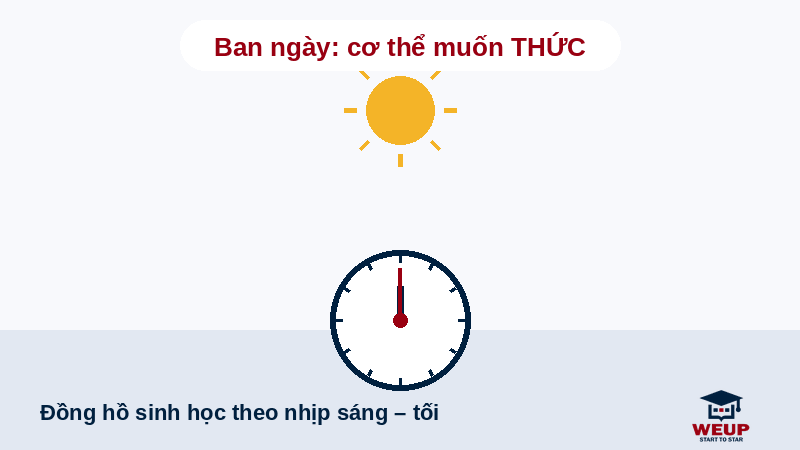 Ảnh động đồng hồ sinh học ngày đêm minh họa vì sao người làm ca đêm khó ngủ ngon